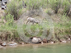 Bighorn Sheep Grazing