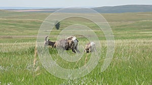 Bighorn Sheep Grazing