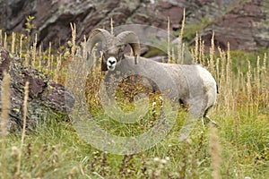 Bighorn Sheep Grazing on Bear Grass