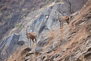 bighorn sheep grazing on a hillside