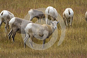 Bighorn sheep grazing in Wyoming meadow