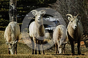 Bighorn Sheep group