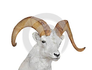 Bighorn sheep head isolated.