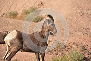 Bighorn Sheep with His Top Lip Curled Back