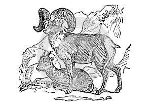 Bighorn Sheep Illustration photo