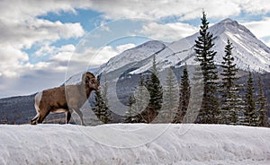 Bighorn Sheep in Jasper Canada