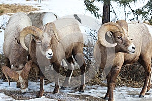 Bighorn Sheep in Jasper National Park