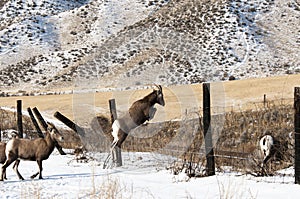 Bighorn Sheep Jumping