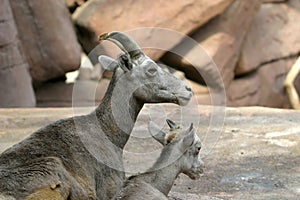 Bighorn sheep and lamb