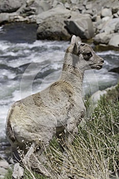 Bighorn Sheep lamb