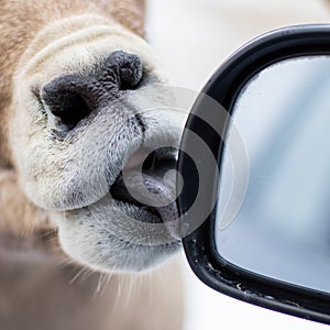 Bighorn sheep licks car window