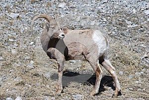 Bighorn Sheep looking behind