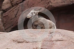 Bighorn sheep lying on a rock