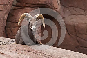 Bighorn sheep lying on a rock