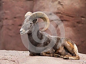 Bighorn sheep lying on a rock