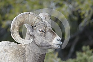 Bighorn Sheep male, portrait