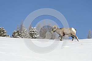 Bighorn Sheep male, walking in snow