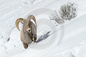 Bighorn Sheep male, walking in snow