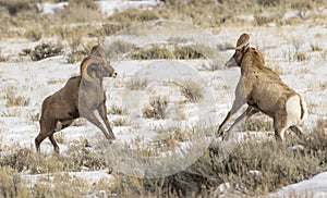 BIGHORN SHEEP IN MEADOW STOCK IMAGE