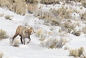 BIGHORN SHEEP IN MEADOW STOCK IMAGE