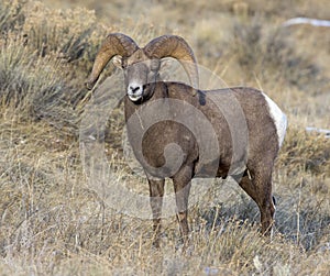 BIGHORN SHEEP IN MEADOW STOCK IMAGE