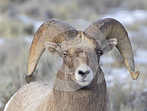 BIGHORN SHEEP IN MEADOW STOCK IMAGE