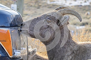 BIGHORN SHEEP IN MEADOW STOCK IMAGE