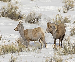 BIGHORN SHEEP IN MEADOW STOCK IMAGE