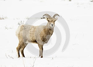 BIGHORN SHEEP IN MEADOW STOCK IMAGE