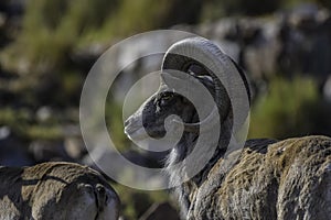 Bighorn sheep or mountain sheep Ram with big horns