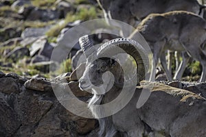 Bighorn sheep or mountain sheep Ram with big horns