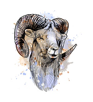 Bighorn Sheep, mountain sheep from a splash of watercolor