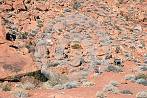 Bighorn Sheep move beside a petroglyph rock