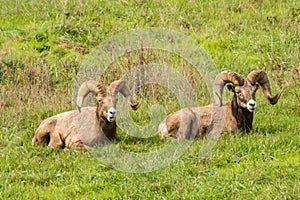 bighorn sheep napping in field