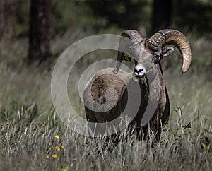 Bighorn Sheep in Northern Arizona