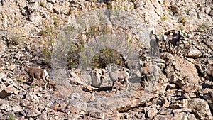 Bighorn Sheep in Northern Arizona, America, USA.