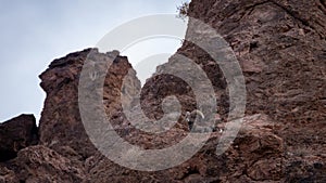 Bighorn Sheep in Northern Arizona, America, USA.