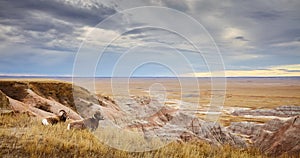 Bighorn sheep overlook plains of the Badlands National Park at sunset, USA