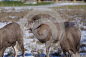 The bighorn sheep Ovis canadensis