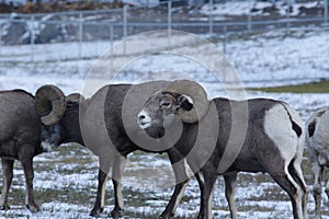 The bighorn sheep Ovis canadensis