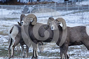 The bighorn sheep Ovis canadensis