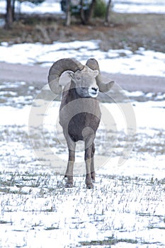 The bighorn sheep Ovis canadensis