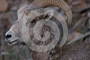 The bighorn sheep Ovis canadensis