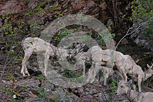 The bighorn sheep Ovis canadensis