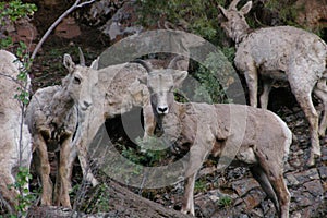 The bighorn sheep Ovis canadensis
