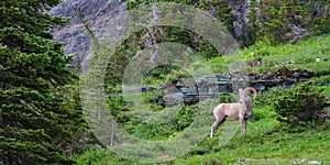 Bighorn sheep (Ovis canadensis) photo