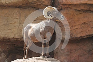 Bighorn Sheep (Ovis canadensis)