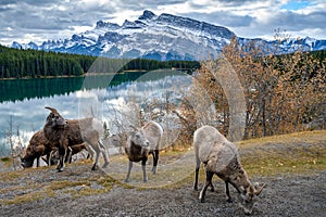 Bighorn sheep Ovis canadensis, Banff National Park, Alberta, Canada