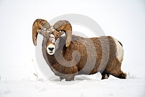 Bighorn sheep Ovis canadensis, in deep snow in Jasper National Park, Alberta, Canada