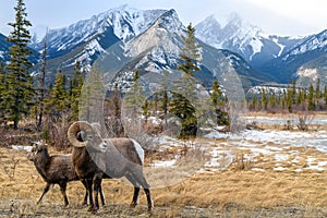 Bighorn sheep Ovis canadensis, Jasper National Park, Alberta,